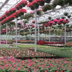 Virtual tour showcasing 740+ annuals at Natorp’s Greenhouse.