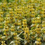 Herman’s Pride Lamiastrum, a shade-tolerant ground cover with yellow flowers for Cincinnati gardens