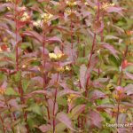 Kodiak Northern Bush Honeysuckle with vibrant fall foliage