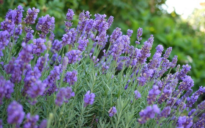 Growing lavender in a Cincinnati garden with full sun, showcasing purple blooms and good drainage for healthy herb growth