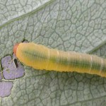 Rose Slug on the Underside of a Rose Leaf