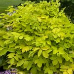 Sun King Aralia with bright yellow leaves in a Cincinnati shade garden.