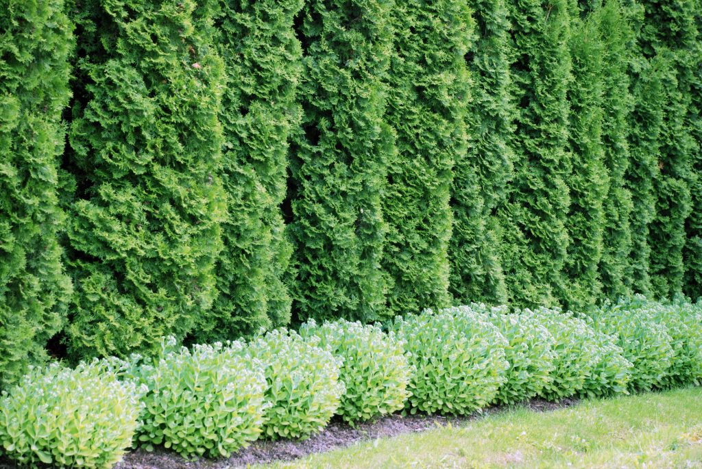 How to Create a Privacy Screen- Cincinnati Gardening Made Simple