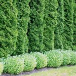 Green Giant Arborvitae privacy screen in a Cincinnati backyard providing year-round coverage