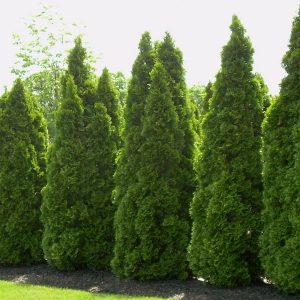 Emerald Green Arborvitae shrub, ideal for narrow privacy screens from Natorp’s Nursery in Cincinnati."