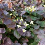 Barrenwort with heart-shaped leaves and vibrant yellow-red flowers, thriving in Cincinnati shade gardens