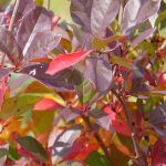 Black Gum tree with glossy green leaves that transition to vivid red, orange, and purple hues in autumn, adaptable to Cincinnati soils