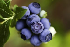 Perpetua double-cropping blueberry plant with ripe berries in Cincinnati garden.