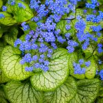 Brunnera Jack Frost with silver-veined leaves, an ideal shade-loving perennial for Cincinnati gardens.