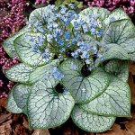 Jack Frost Bugloss with silvery leaves brightens shade gardens in Cincinnati.