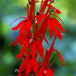 Colorful native perennial flowers for Cincinnati gardens, including cardinal flower