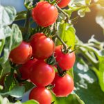 Ripe tomatoes ready for harvest in a Cincinnati vegetable garden