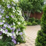 Colorful Clematis flowers climbing a trellis for backyard privacy in Cincinnati garden