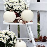 Monochromatic mum display for autumn garden