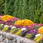 Mums used in colorful Cincinnati garden pathway for fall