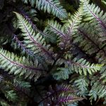 Lush ferns adding texture and grace to shaded areas in Cincinnati gardens.