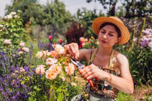 Gardener deadheading flowers in a Cincinnati perennial garden.