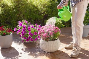 Watering container garden with colorful annuals and perennials using Soil Moist and Coir mix for better moisture retention in Cincinnati summer