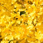 Princeton Sentry Ginkgo tree with golden-yellow fall foliage and a narrow, upright shape suitable for compact spaces."