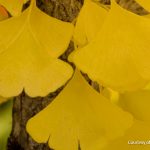 Princeton Sentry Ginkgo in Fall