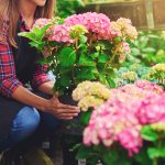 Hydrangea blooming in Cincinnati garden with pink flowers in alkaline soil