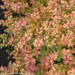 Spirea shrub in a fall garden bed 