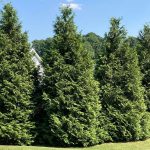 Green Giant Arborvitae, a fast-growing tree for tall privacy screens from Natorp’s Nursery in Cincinnati.