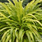 Curly Fries hosta with narrow, rippled chartreuse leaves and lavender blooms, ideal for containers and shaded garden areas in Cincinnat