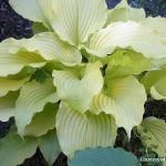 Dancing Queen hosta with vibrant yellow leaves and lavender flowers, brightens shaded garden areas in Cincinnati gardens