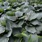 Growing Hosta in Cincinnati=Elegans Sieboldiana hosta with blue-green textured leaves and white summer blooms, slug-resistant hosta 