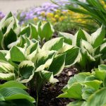 Hosta varieties in a Cincinnati shade garden add diverse textures and shades of green.