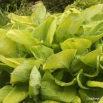 Sum and Substance hosta with large, glossy, yellow-green leaves, sun-tolerant, slug-resistant variety for Cincinnati gardens