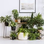 Tropical plants placed in a well-lit indoor area to adjust to winter conditions