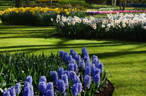 Squirrel-resistant spring bulbs like daffodils and hyacinths protected in a Cincinnati garden with mulch and critter repellent