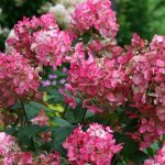 Morning sunlight on hydrangeas in Cincinnati