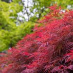 Japanese Maple Tree – "Delicate leaves and unique bark on a Red Dragon Japanese Maple tree