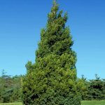 Hetzi Upright Juniper tree for landscape privacy screen at Natorp’s Nursery in Cincinnati.