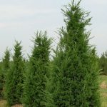 Perfecta Upright Juniper for creating landscape privacy screens, available at Natorp’s Nursery in Cincinnati.