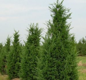 Perfecta Upright Juniper for creating landscape privacy screens, available at Natorp’s Nursery in Cincinnati.