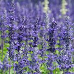 Lavender plants in a deer-resistant garden providing vibrant color and fragrance