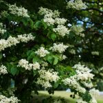 Ivory Silk Lilac Tree in Loveland, Ohio