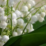 Lily of the Valley, a fragrant ground cover with white bell-shaped flowers for shade gardens in Cincinnati.