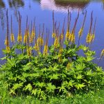 Ligularia plant with bold foliage and bright yellow flowers, perfect for shaded areas in Cincinnati gardens.