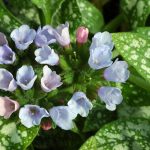 Lungwort with spotted foliage and raspberry-red flowers, thriving in shaded Cincinnati gardens.