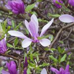 Ann Magnolia with pinkish-purple, cup-shaped flowers blooming in early spring, compact tree for Cincinnati gardens