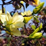 Butterflies Magnolia tree with tulip-shaped, lemon-scented yellow blooms, perfect for small Cincinnati yards