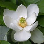 Bracken's Brown Beauty Southern Magnolia with large white blooms and dark green evergreen leaves, cold-tolerant for Cincinnati landscapes