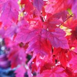 Autumn Blaze hybrid maple with vibrant red and orange leaves in a city park setting."