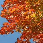 Fast-growing Autumn Fantasy maple tree for privacy in Cincinnati backyard.