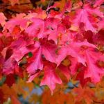 Fall Tree Fiesta Sugar Maple, Fall Color Tree